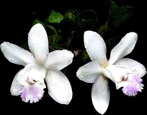 Cattleya intermedia dwarf